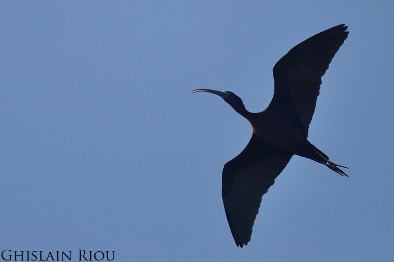 Ibis falcinelle