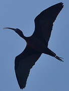 Glossy Ibis