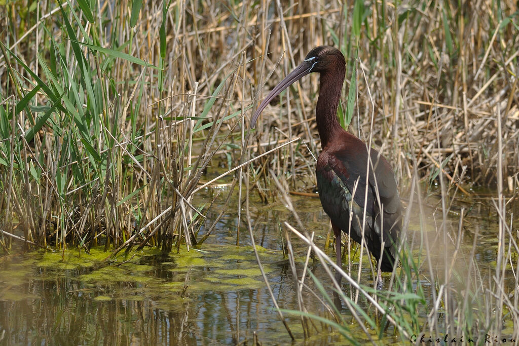 Ibis falcinelle
