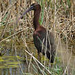 Ibis falcinelle