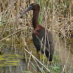 Ibis falcinelle