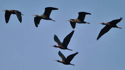 Ibis falcinelle