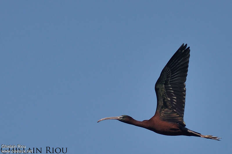 Glossy Ibisadult, Flight