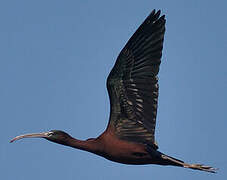 Glossy Ibis