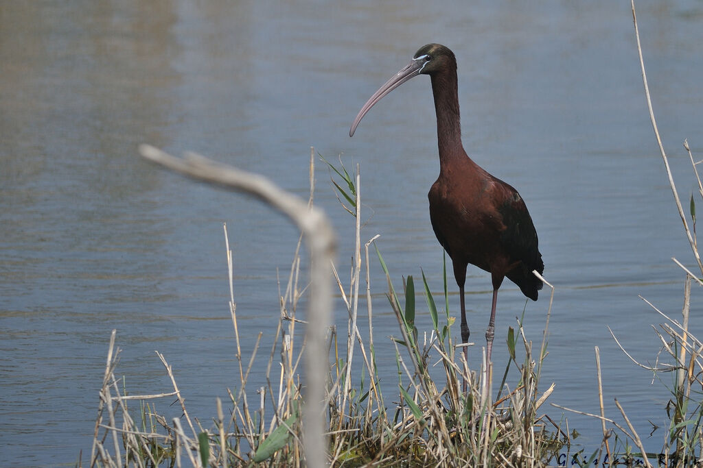 Ibis falcinelle