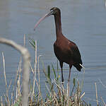Ibis falcinelle