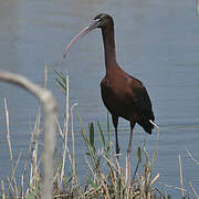 Glossy Ibis