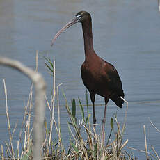 Ibis falcinelle