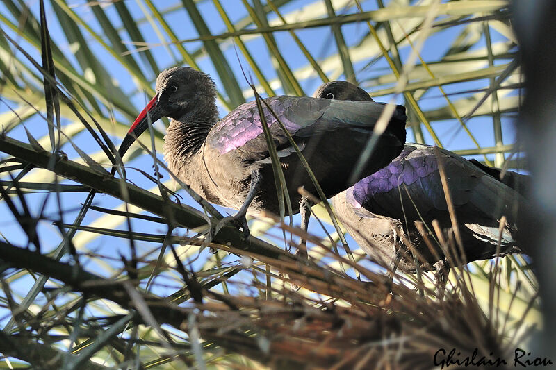 Hadada Ibis