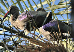 Hadada Ibis