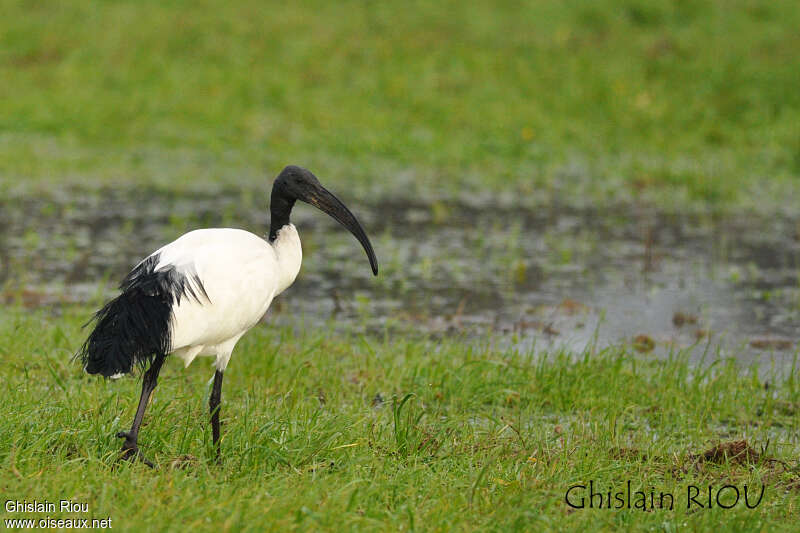 African Sacred Ibisadult, identification