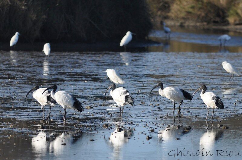 African Sacred Ibis