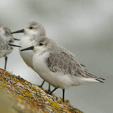 Bécasseau sanderling