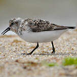 Bécasseau sanderling