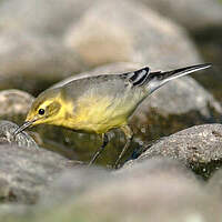 Bergeronnette citrine