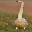 Cygne chanteur
