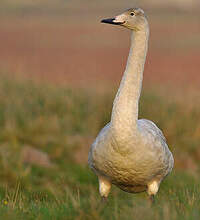 Cygne chanteur