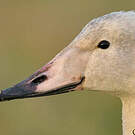Cygne chanteur