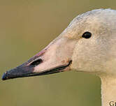 Cygne chanteur