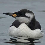 Guillemot de Troïl