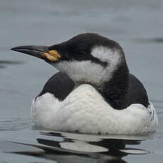 Guillemot de Troïl