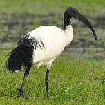 Ibis sacré