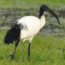 Ibis sacré