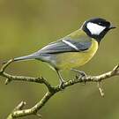 Mésange charbonnière