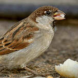 Moineau cisalpin