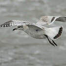 Mouette mélanocéphale