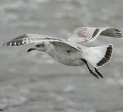 Mouette mélanocéphale