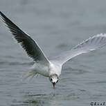 Mouette pygmée