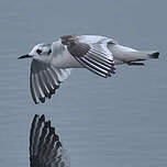 Mouette pygmée