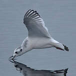 Mouette pygmée