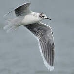 Mouette pygmée