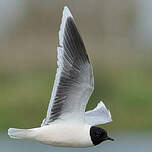 Mouette pygmée