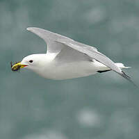 Mouette tridactyle