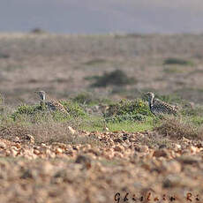 Outarde houbara