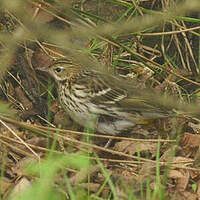 Pipit de la Petchora