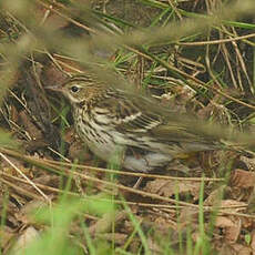 Pipit de la Petchora