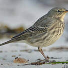 Pipit maritime