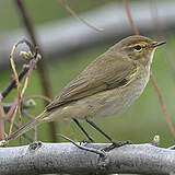 Phylloscopidés