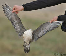 Long-tailed Jaeger