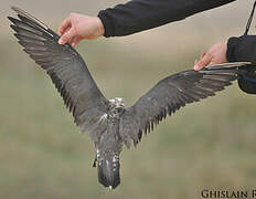 Long-tailed Jaeger