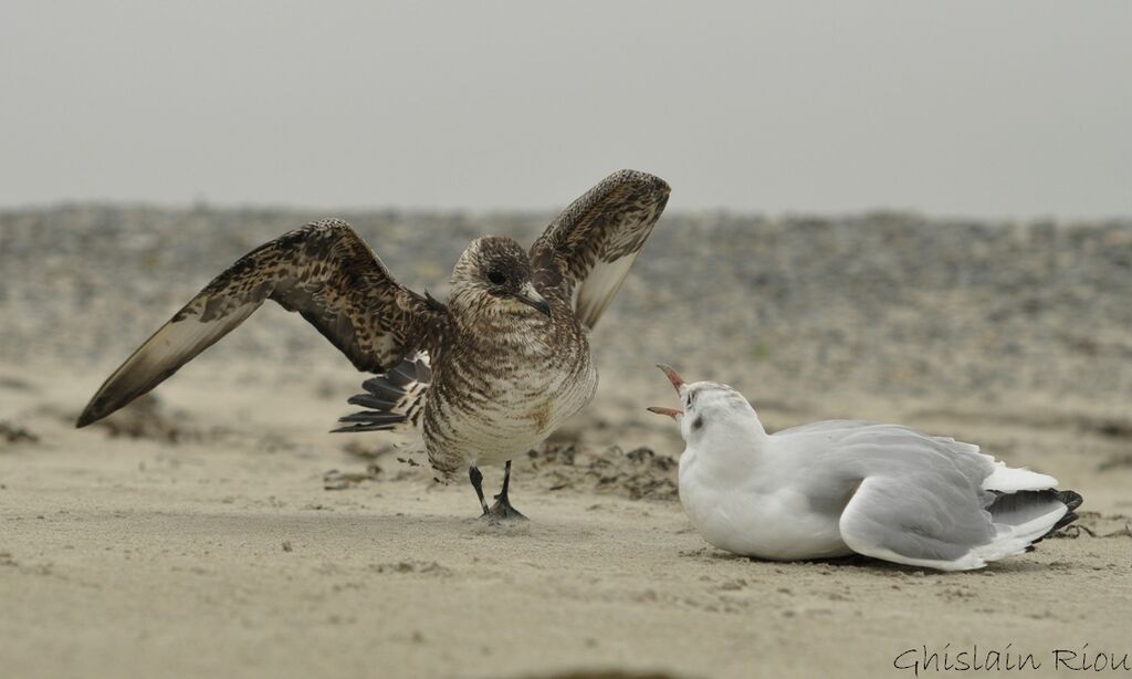 Parasitic JaegerSecond year