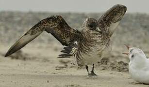 Parasitic Jaeger