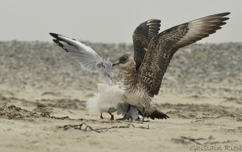 Parasitic JaegerSecond year