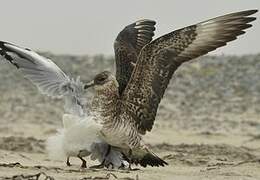 Parasitic Jaeger