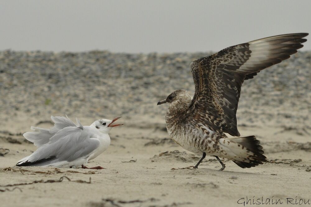 Parasitic JaegerSecond year