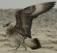 Parasitic Jaeger